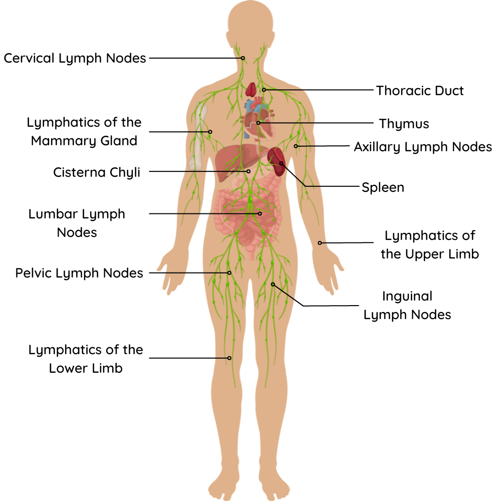a diagram of the lymphatic system